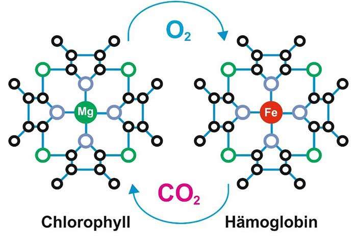Schematische Darstellung Chlorophyll-Molekül vs. Hämoglobin. Sie sehen, Mg (Magnesium) grün eingezeichnet und Fe (Eisen) rot. ©Copyright KPAF 2018